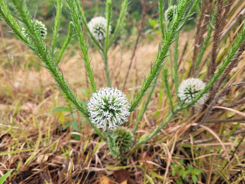 Echinops gracilis photo 7