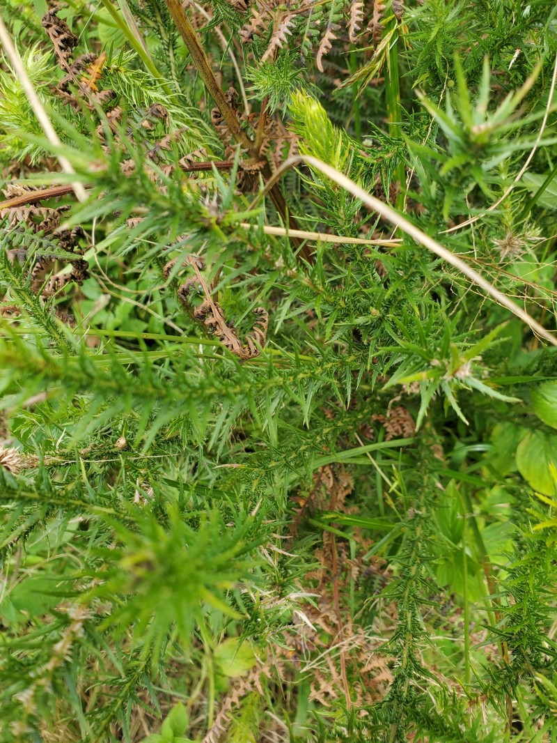 Echinops gracilis photo 8