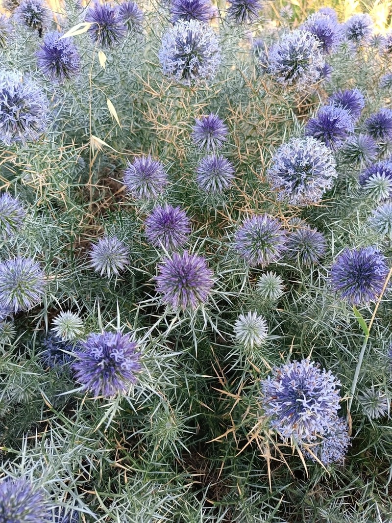 Echinops graecus