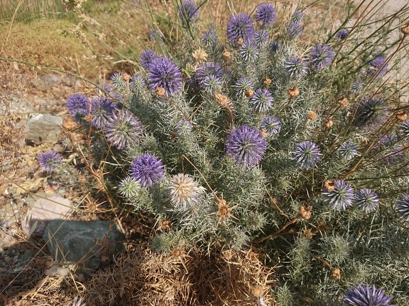 Echinops graecus photo 2