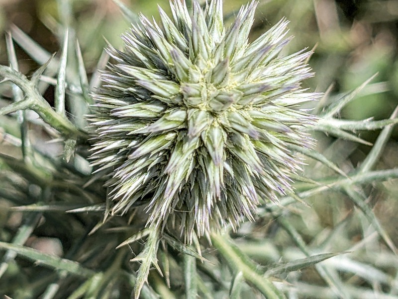 Echinops graecus photo 3
