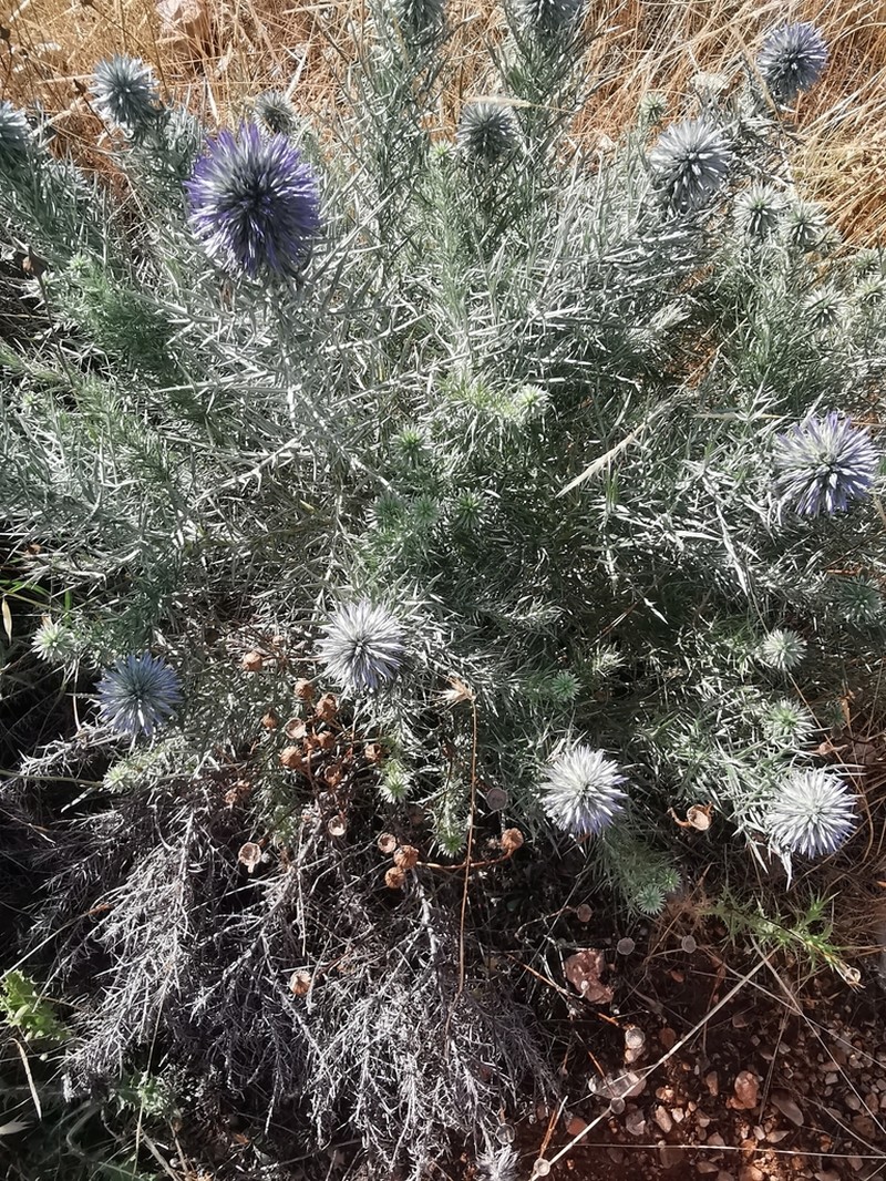 Echinops graecus photo 4