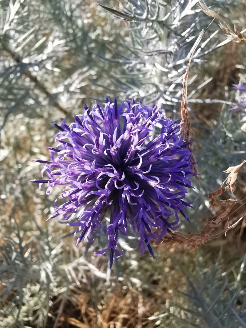 Echinops graecus photo 5