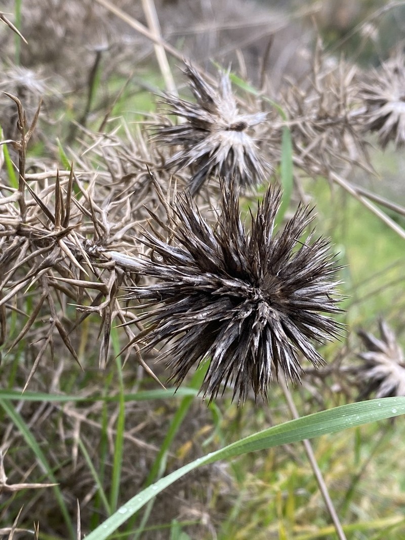 Echinops graecus photo 6