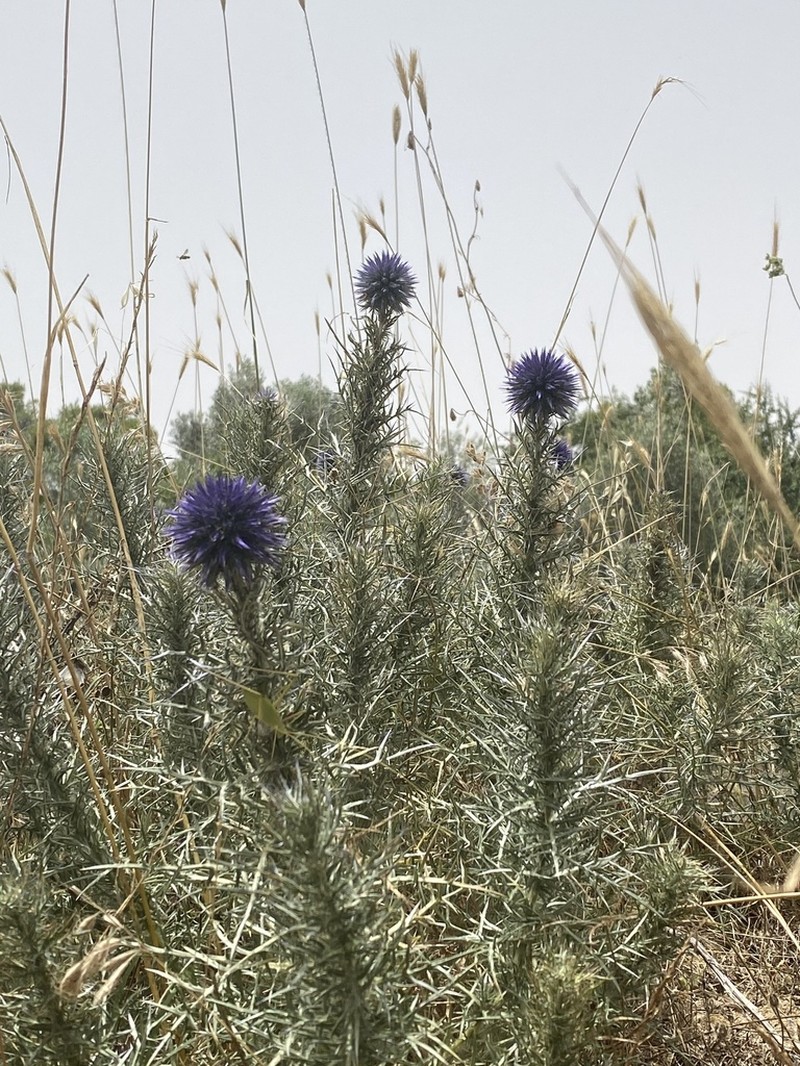 Echinops graecus photo 8