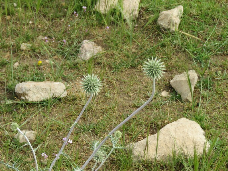 Echinops hebelepis photo 2