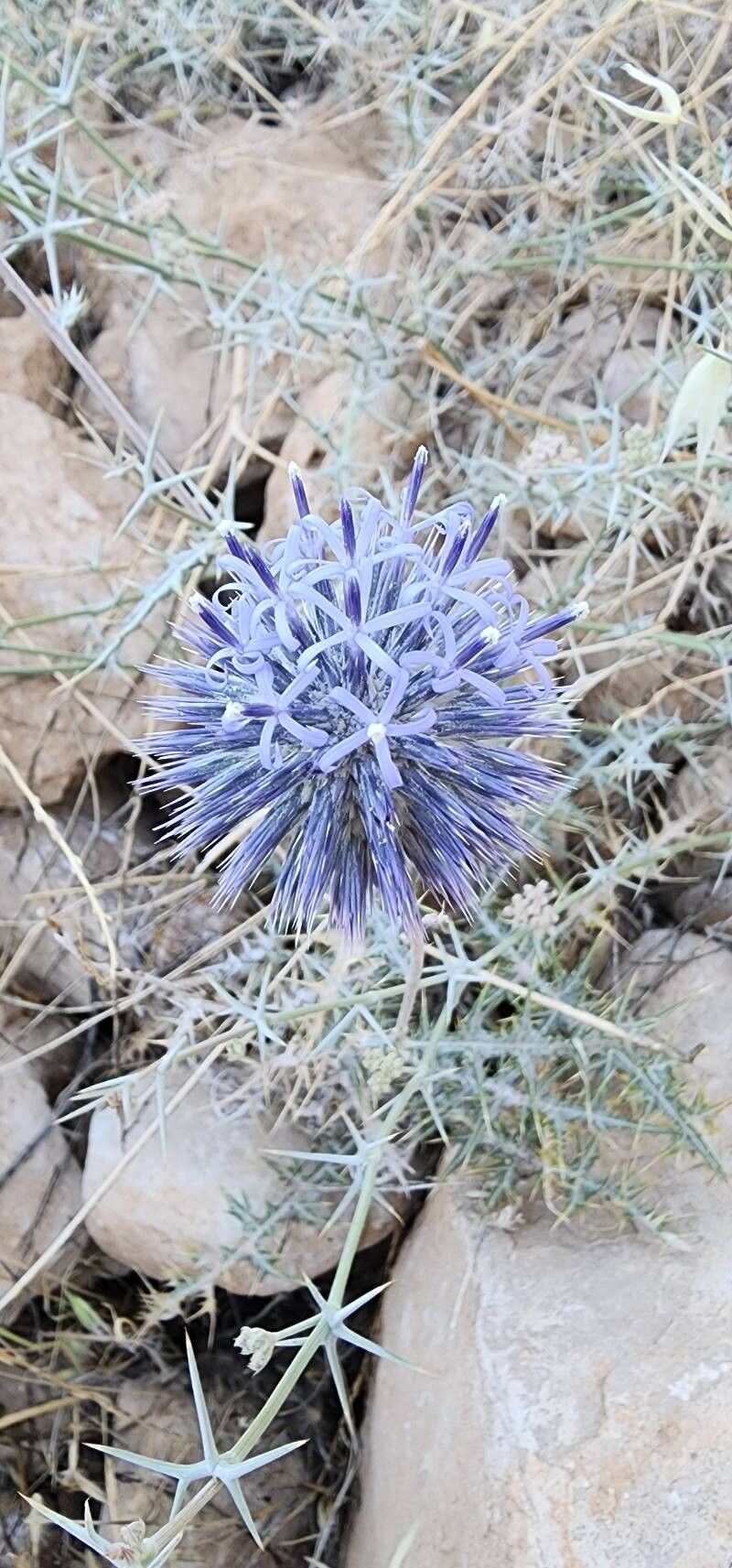 Echinops hebelepis photo 3
