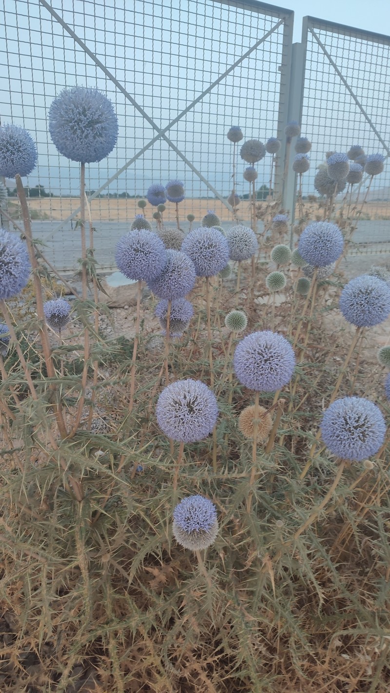 Echinops hebelepis photo 4