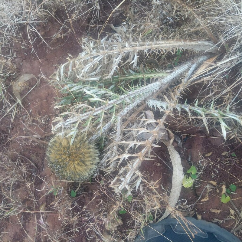 Echinops hispidus