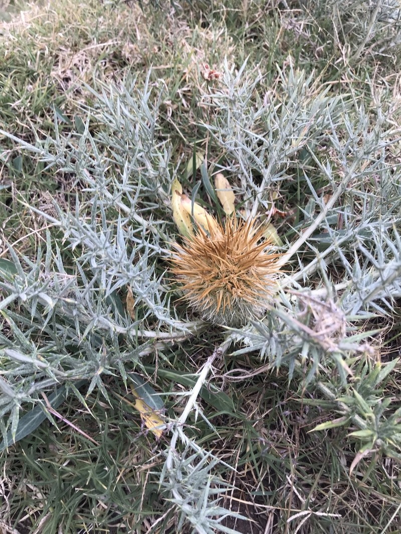 Echinops hispidus photo 2