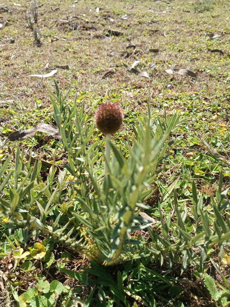 Echinops hispidus photo 3