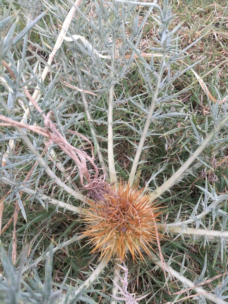 Echinops hispidus photo 4