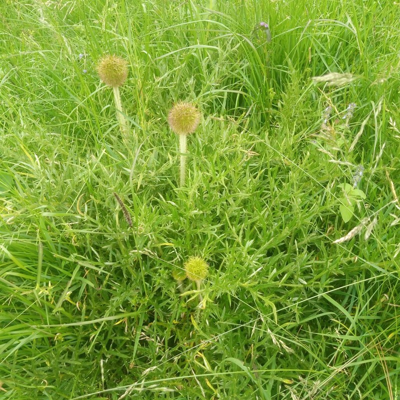 Echinops hispidus photo 5