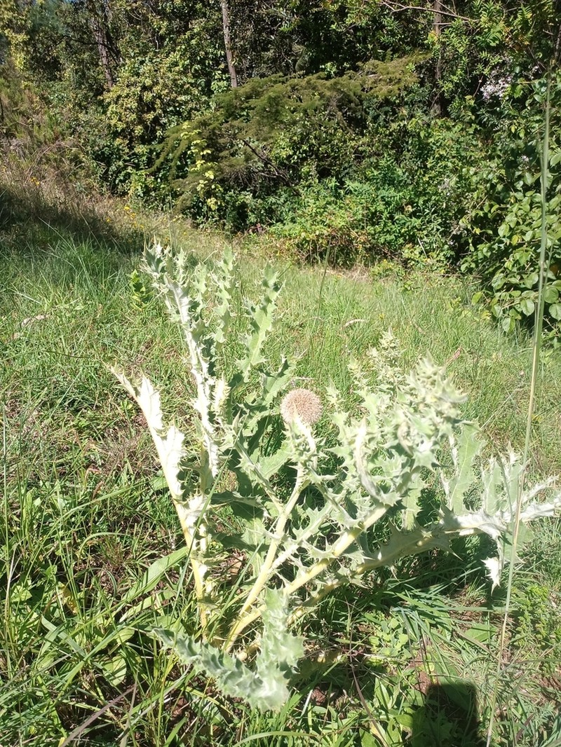 Echinops hispidus photo 7