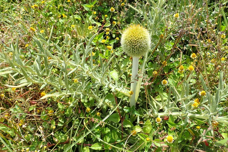 Echinops hispidus photo 8