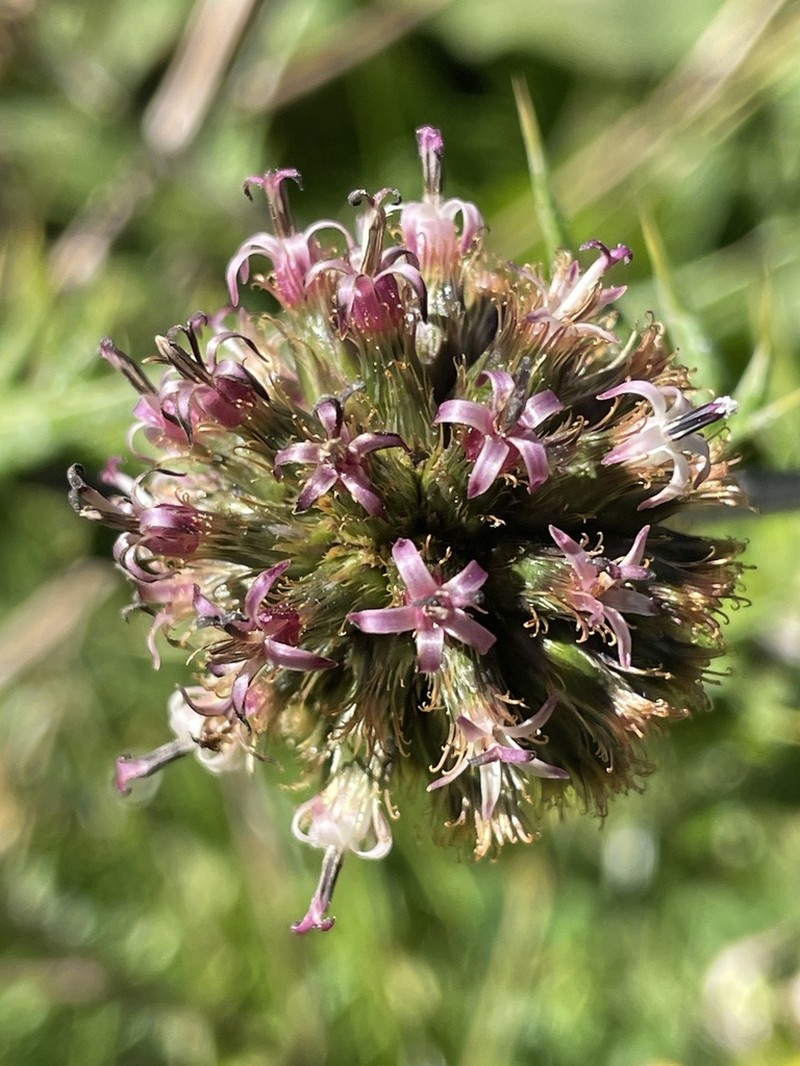 Echinops hoehnelii