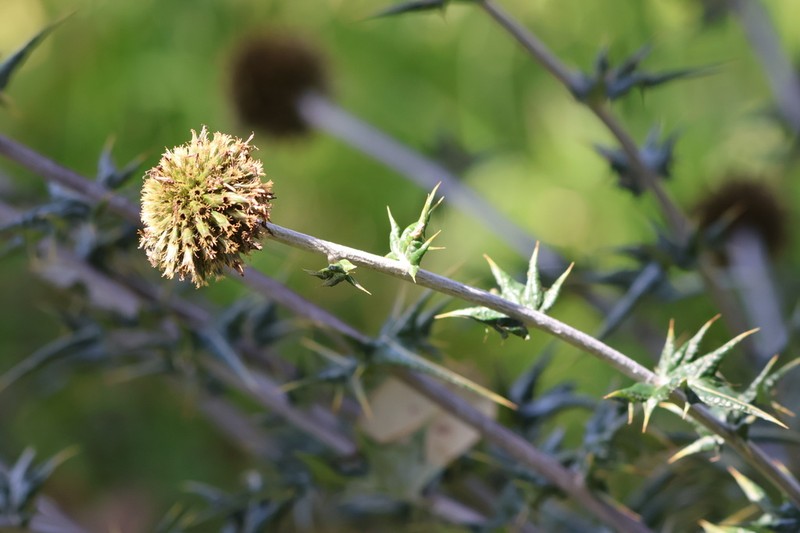 Echinops hoehnelii photo 2