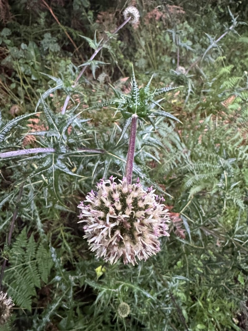Echinops hoehnelii photo 3