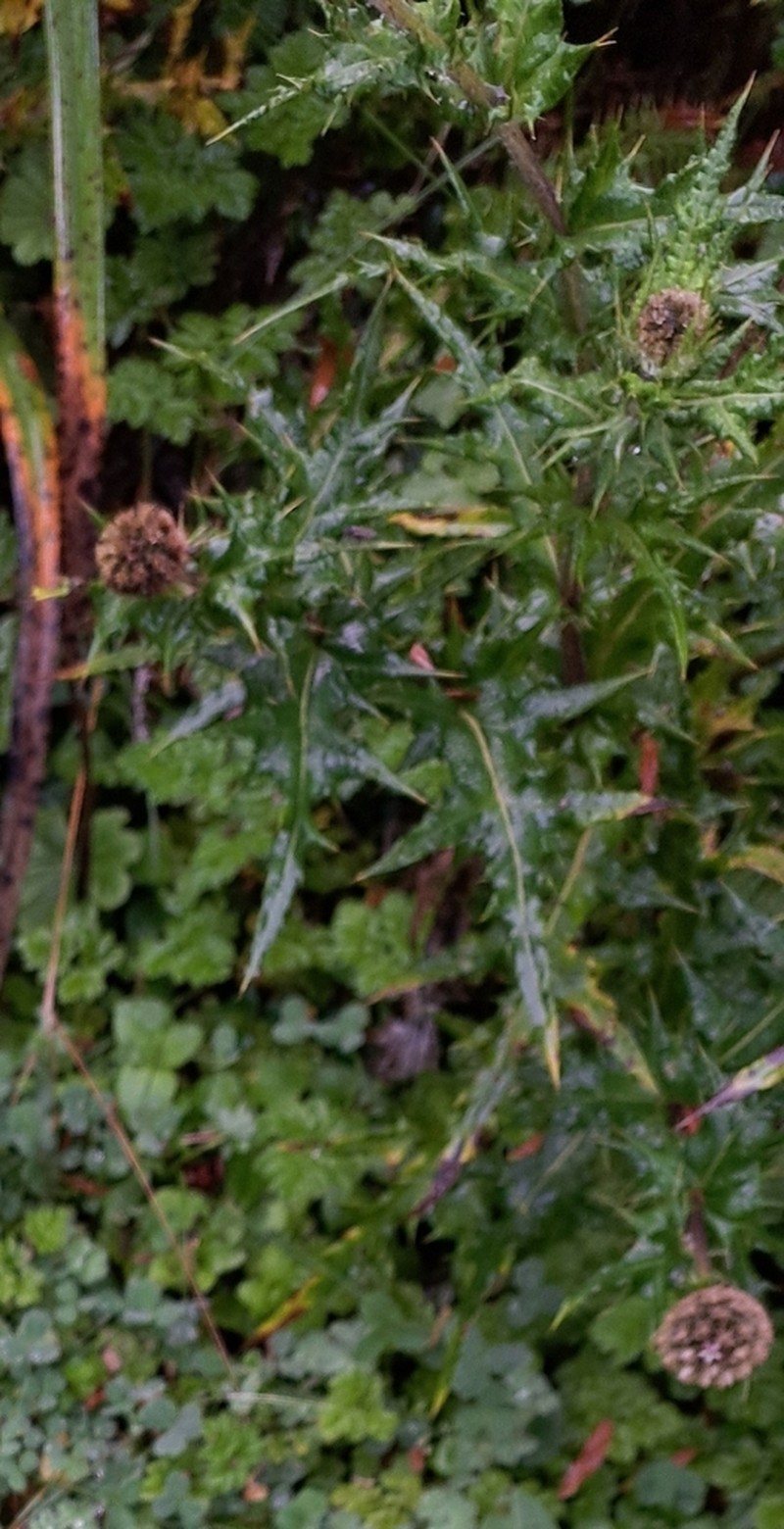 Echinops hoehnelii photo 4