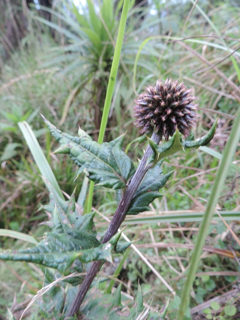 Echinops hoehnelii photo 5