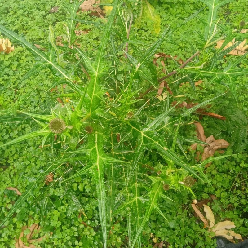 Echinops hoehnelii photo 6