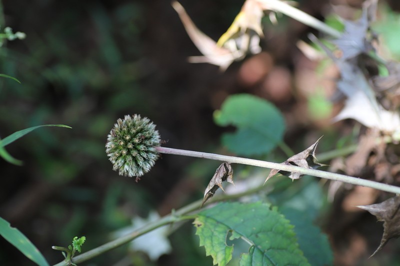 Echinops hoehnelii photo 7