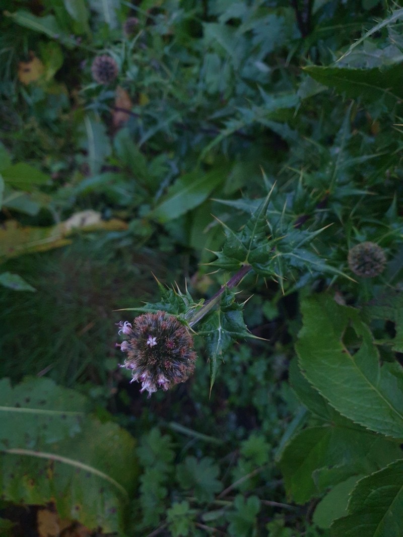 Echinops hoehnelii photo 8