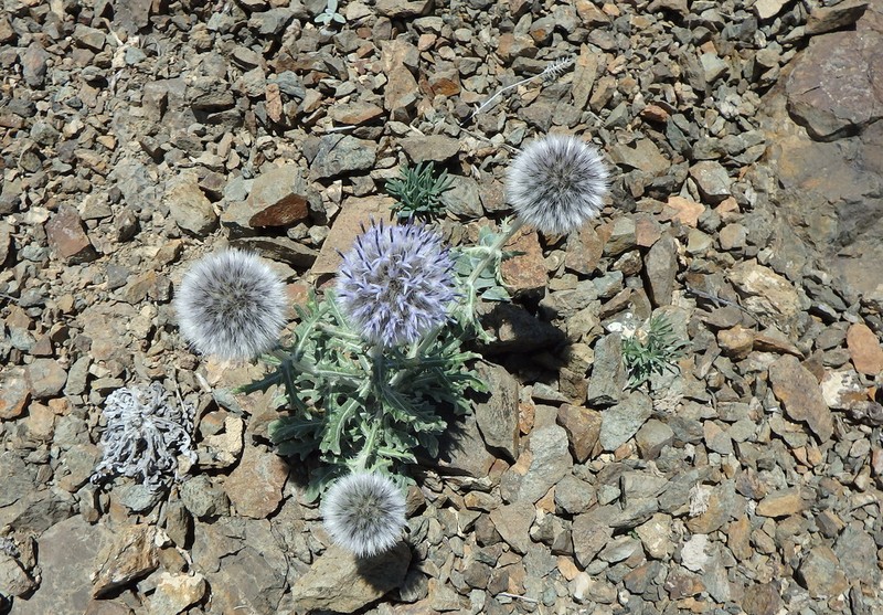 Echinops humilis photo 2