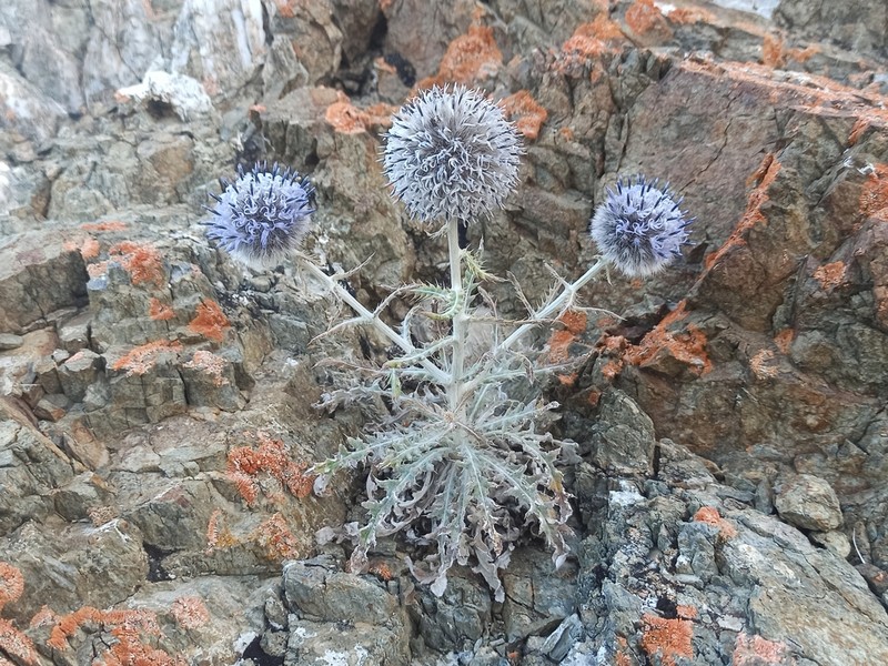 Echinops humilis photo 3