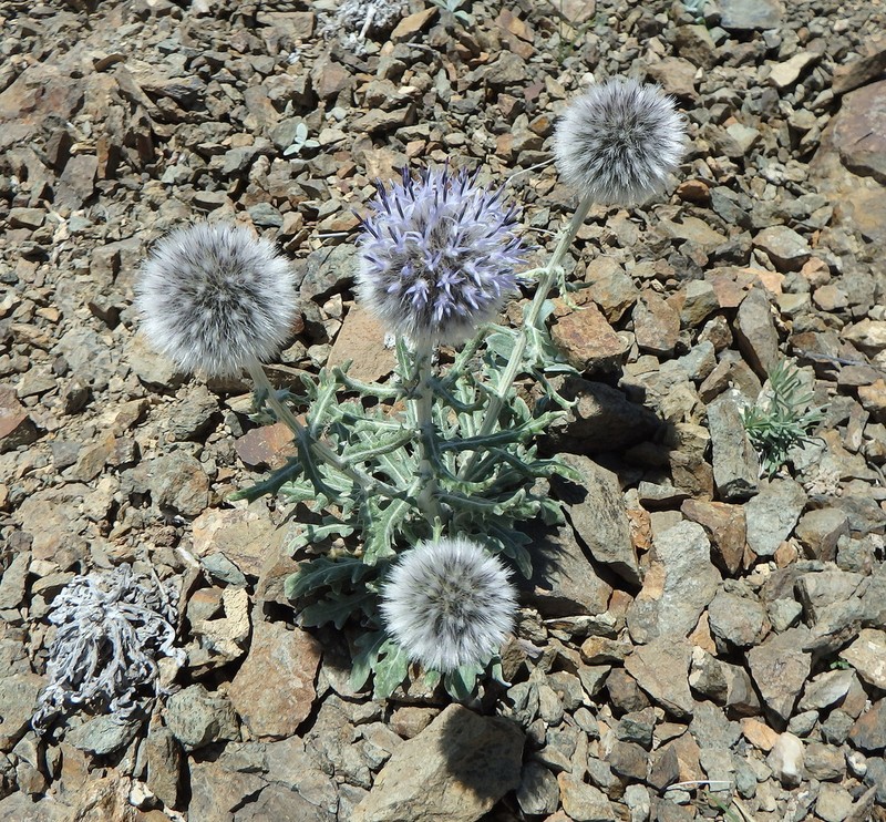 Echinops humilis photo 4