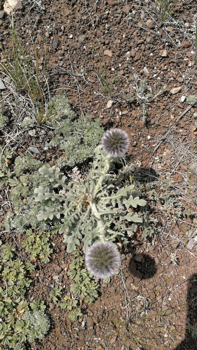 Echinops humilis photo 5