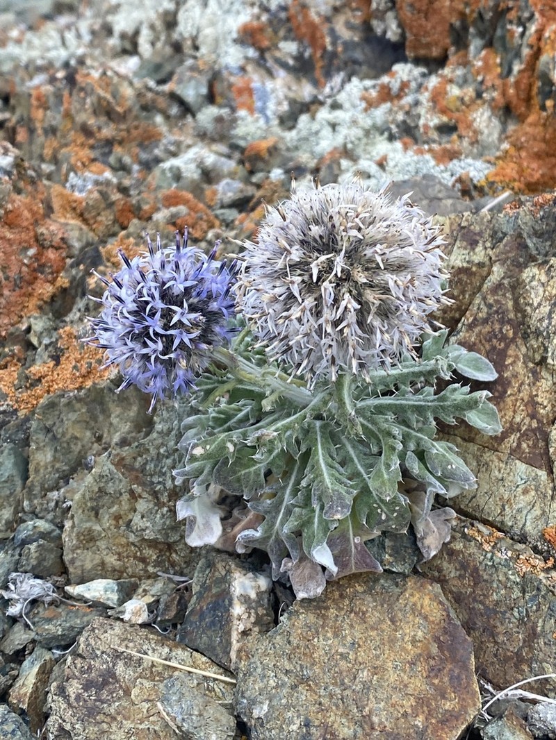 Echinops humilis photo 6