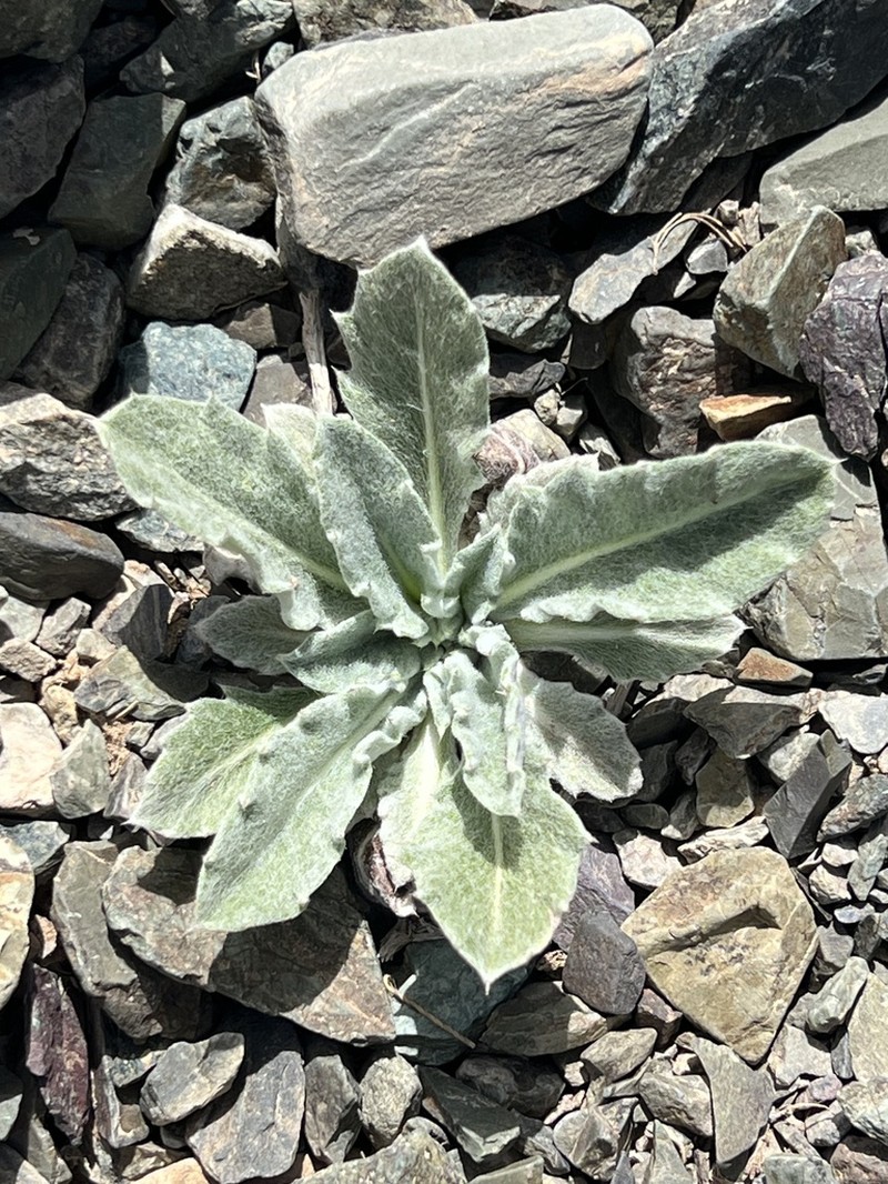 Echinops humilis photo 7