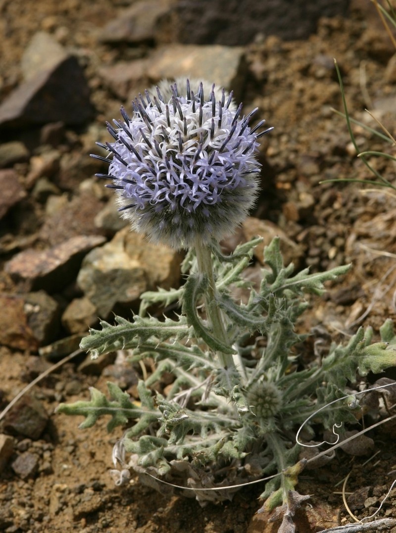 Echinops humilis photo 8