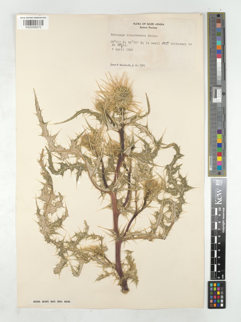 Echinops hussonii photo 2