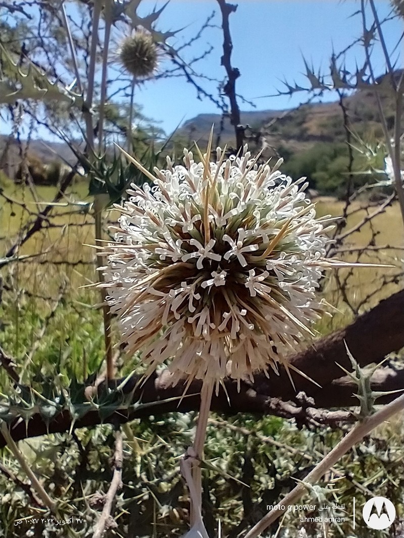 Echinops hystrichoides