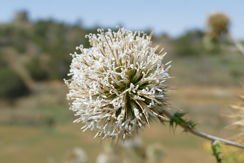 Echinops hystrichoides photo 2