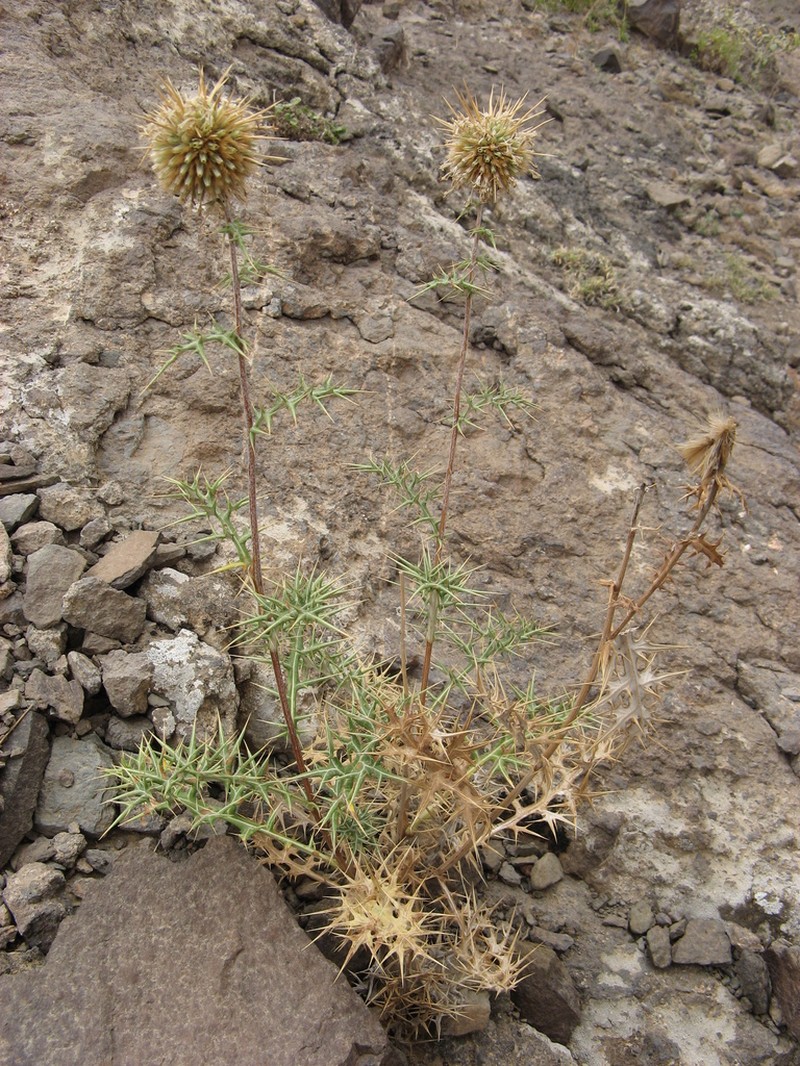 Echinops hystrichoides photo 3