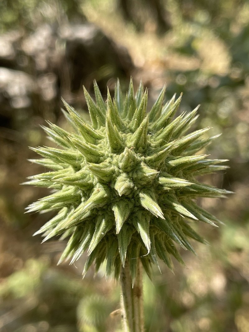 Echinops inermis photo 2