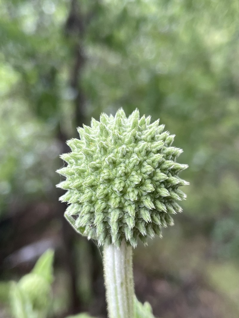 Echinops inermis photo 3
