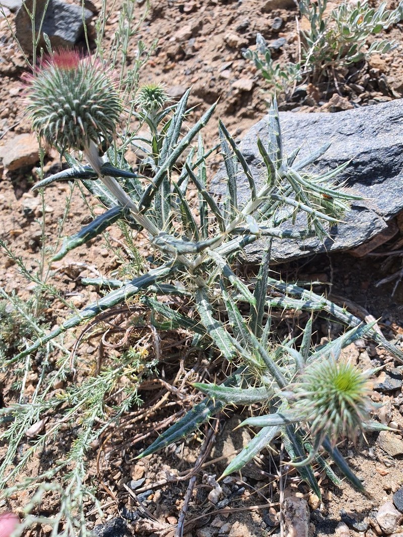 Echinops integrifolius