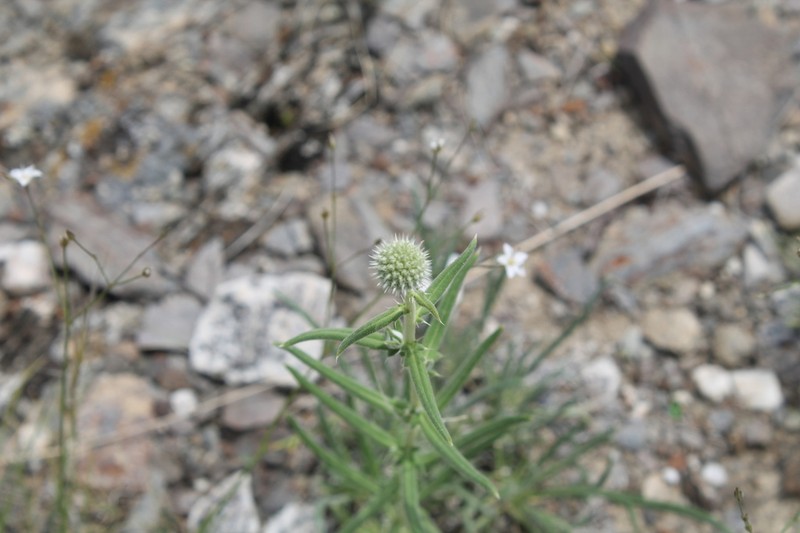 Echinops integrifolius photo 2