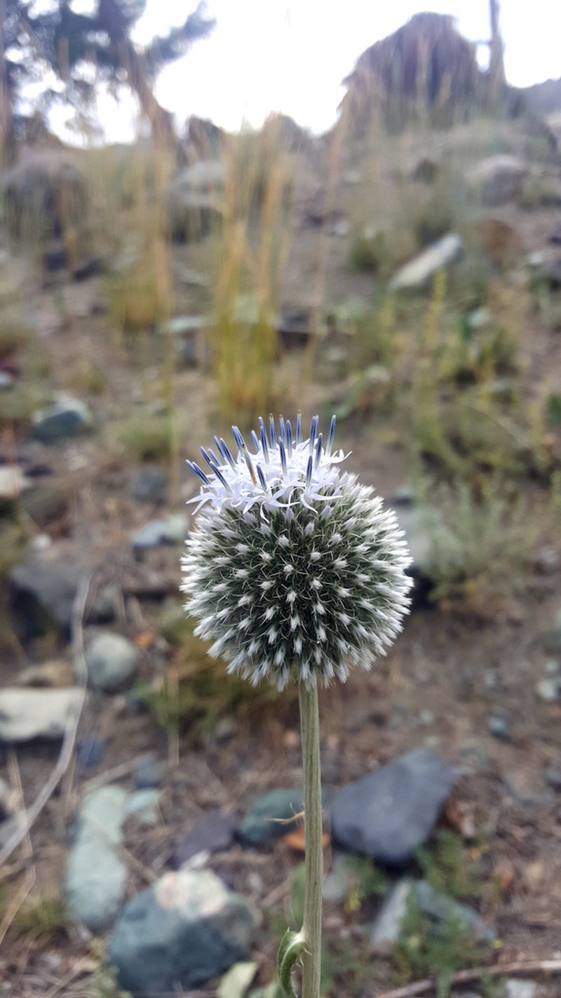 Echinops integrifolius photo 3