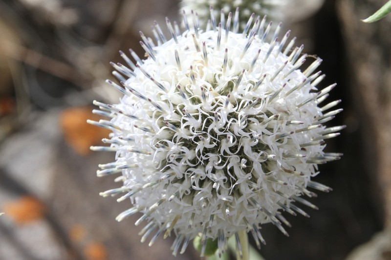 Echinops integrifolius photo 5