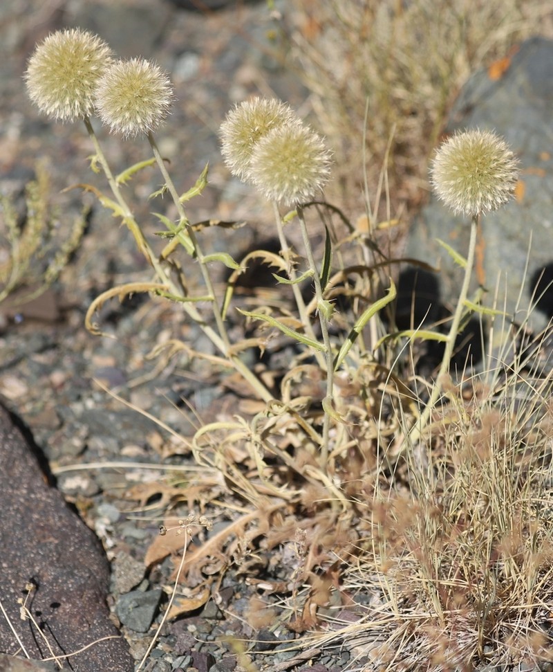 Echinops integrifolius photo 6