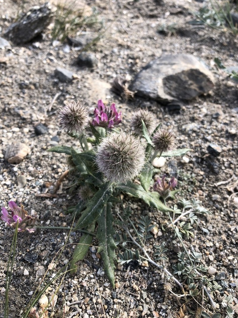 Echinops integrifolius photo 7