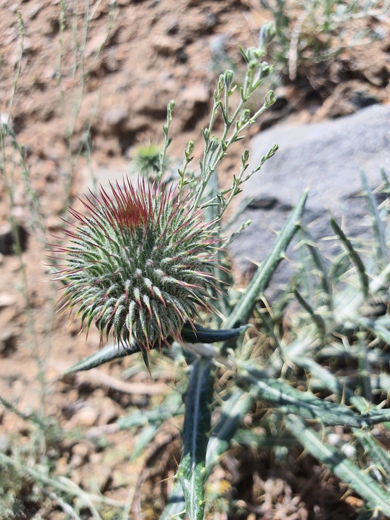 Echinops integrifolius photo 8