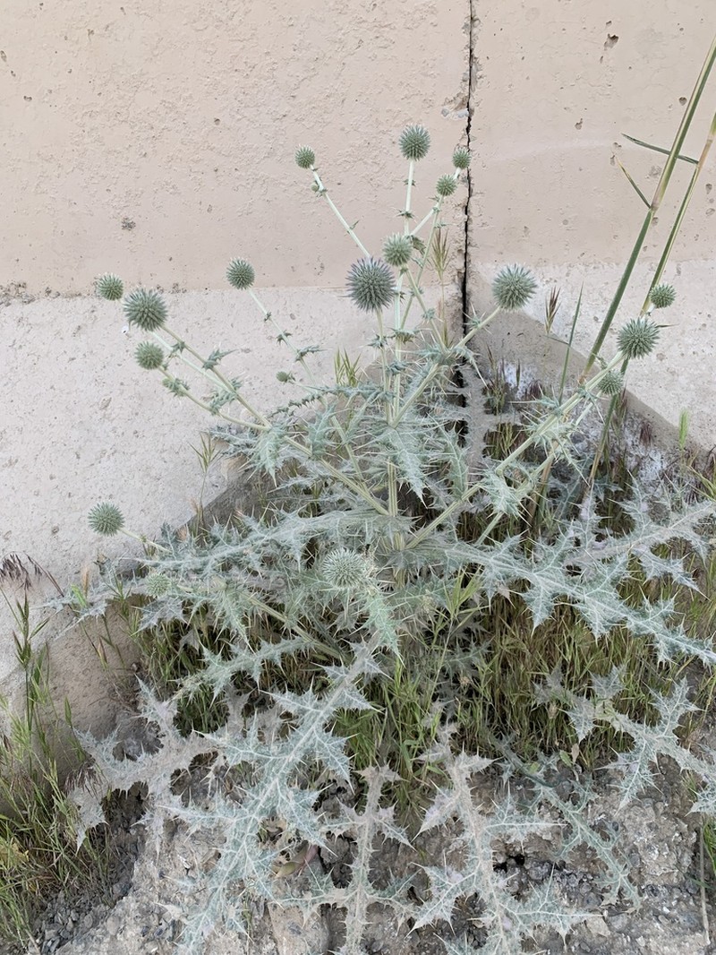 Echinops kandaharensis