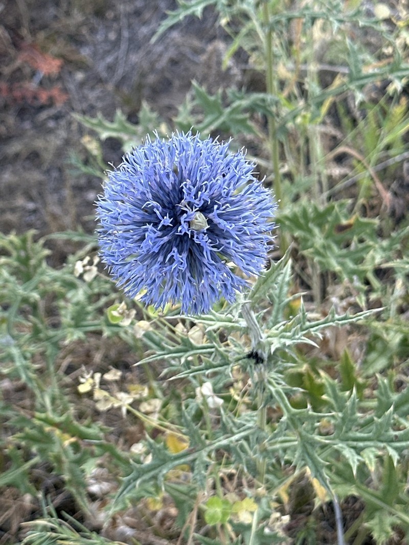 Echinops karatavicus photo 3