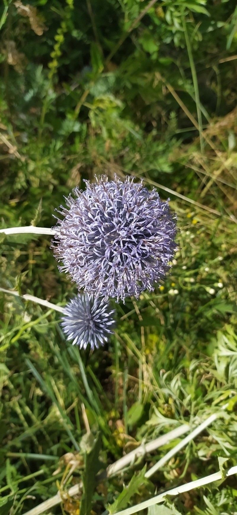 Echinops karatavicus photo 4